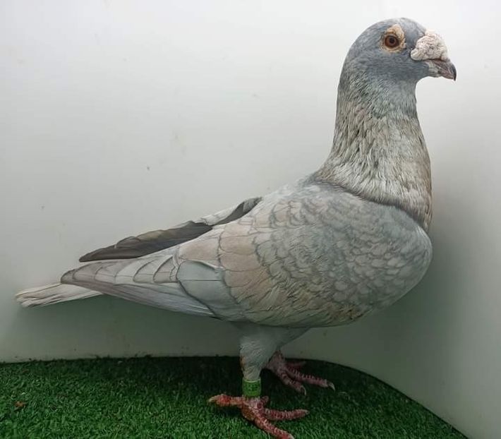  - Nu îmi aparțin 6