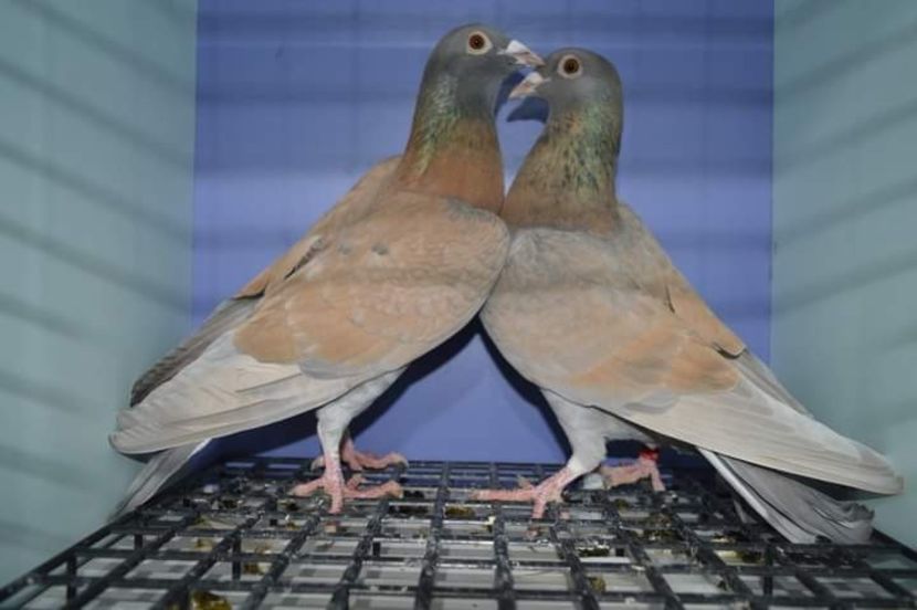  - Nu îmi aparțin 6