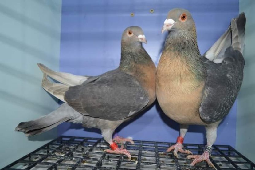  - Nu îmi aparțin 6