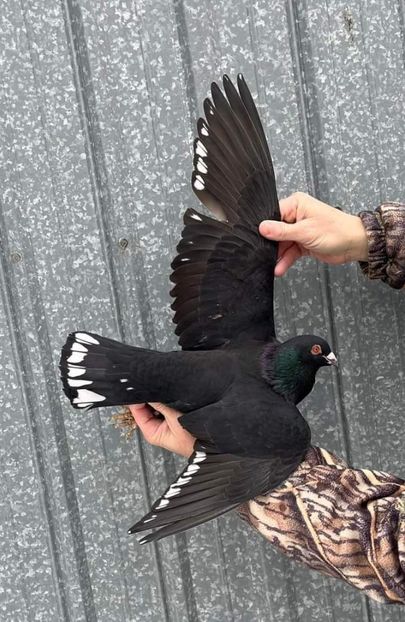  - Nu îmi aparțin 6