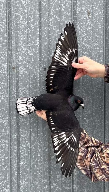  - Nu îmi aparțin 6