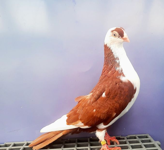 17080  Femelă  2023_1 - tineret 2023