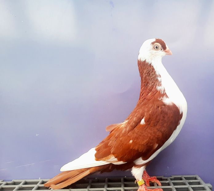 17080  Femelă  2023_3 - tineret 2023