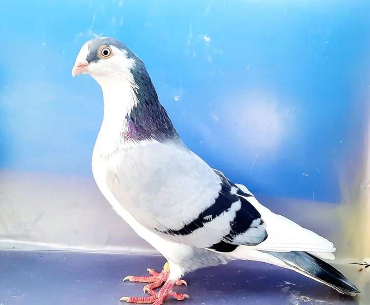 17021  Mascul  2023_3 - tineret 2023