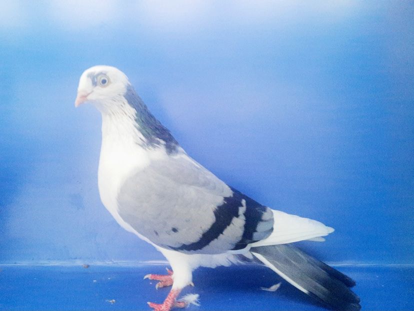 17073  Femelă  2023_1 - tineret 2023