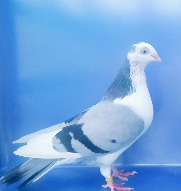 17073  Femelă  2023_2 - tineret 2023