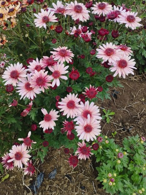  - Amintiri Crizanteme 2024B