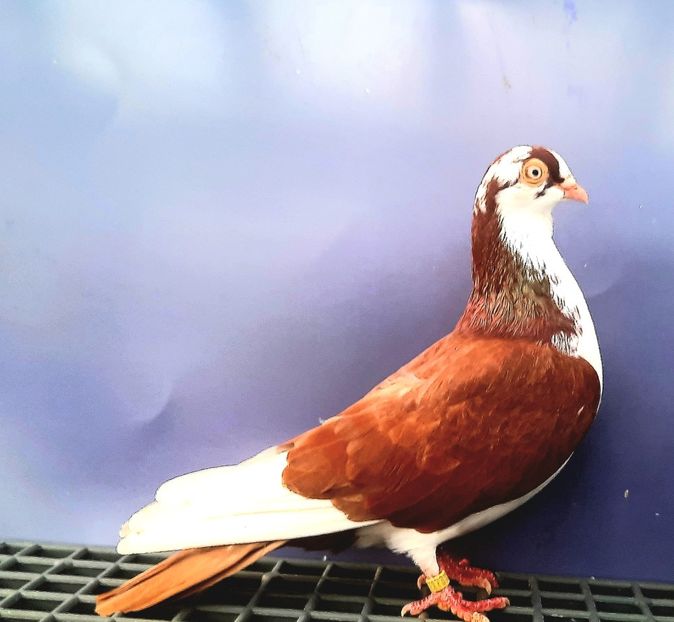 17173  Femelă  2023_3 - tineret 2023