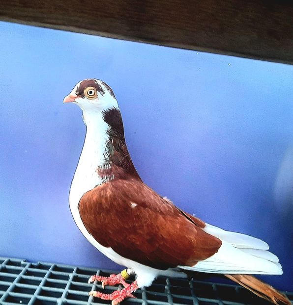 17173  Femelă  2023_2 - tineret 2023