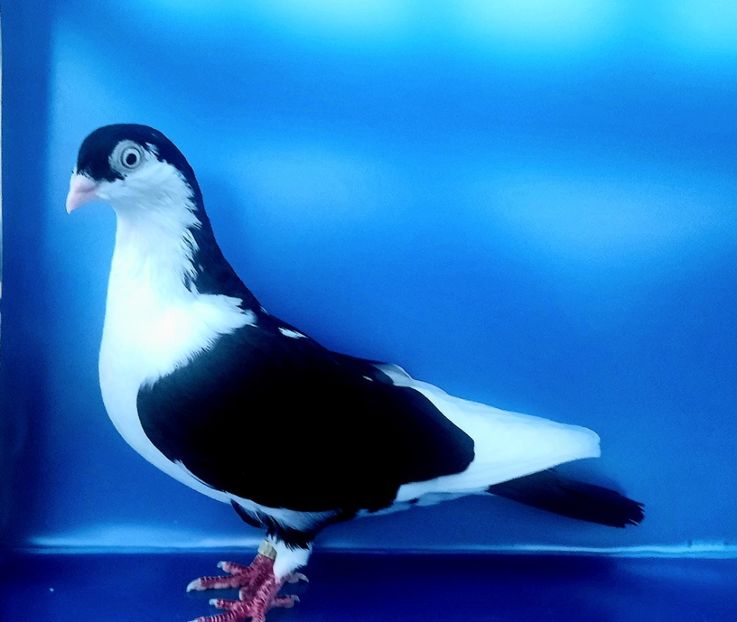 17007  Femelă  2023_3 - tineret 2023