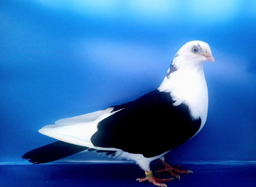 19003  Femelă  2023_1 - tineret 2023