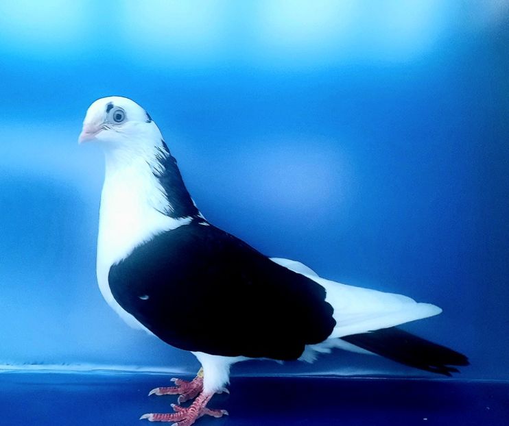 19003  Femelă  2023_3 - tineret 2023