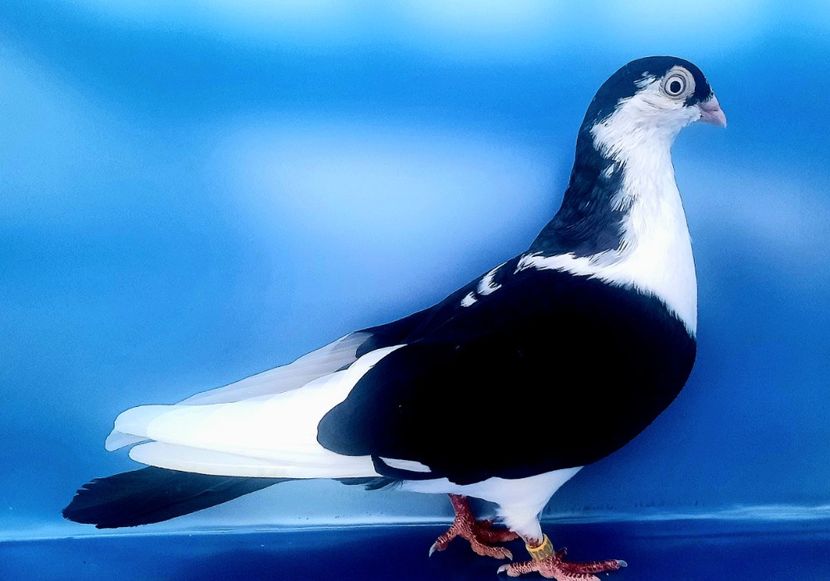 17007  Femelă  2023_2 - tineret 2023