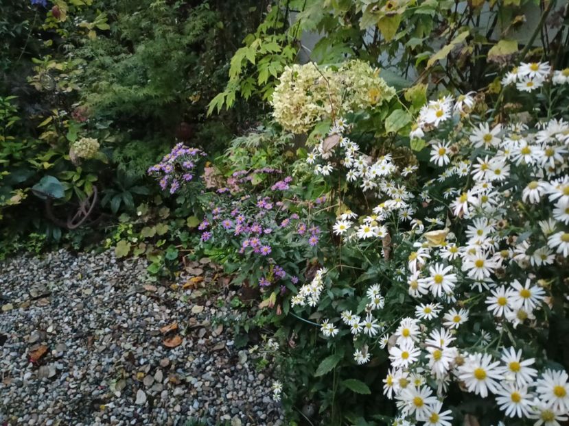  - Grădina 2023 continuare 5