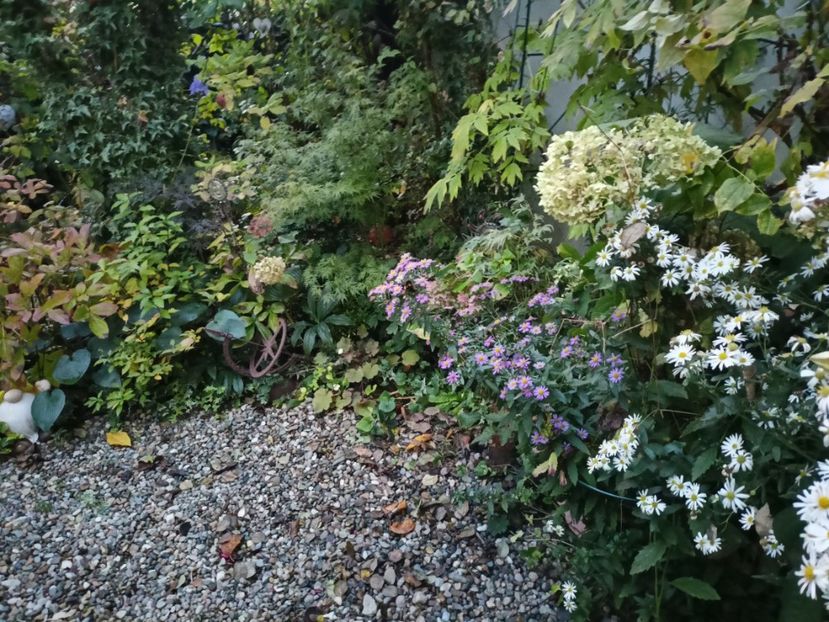  - Grădina 2023 continuare 5