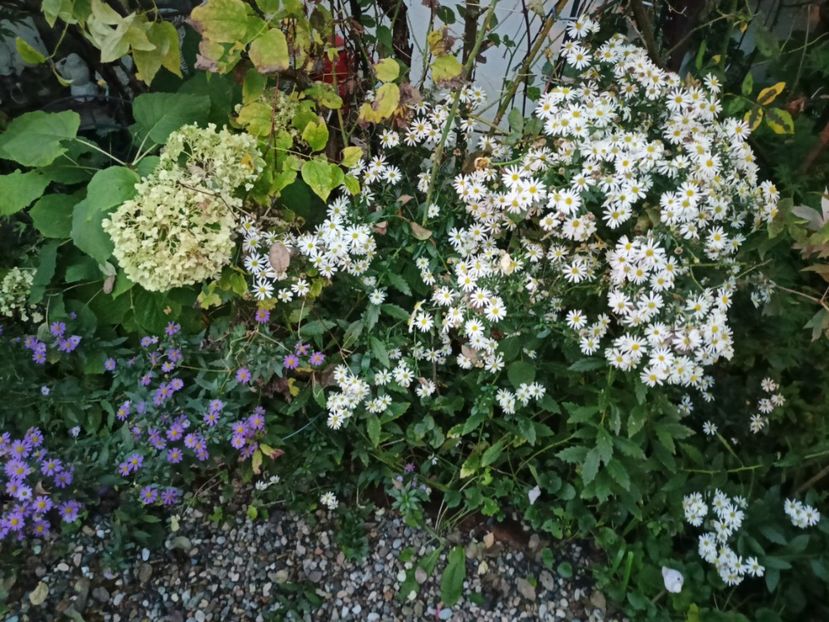  - Grădina 2023 continuare 5