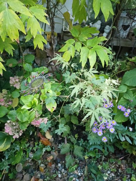  - Grădina 2023 continuare 5