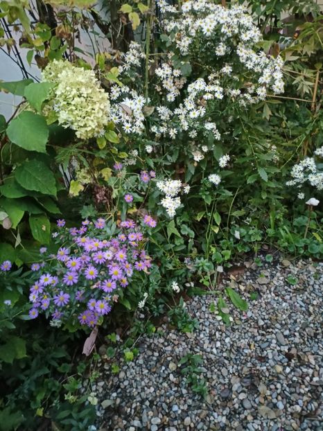  - Grădina 2023 continuare 5