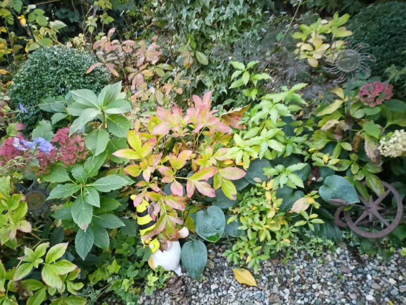  - Grădina 2023 continuare 5