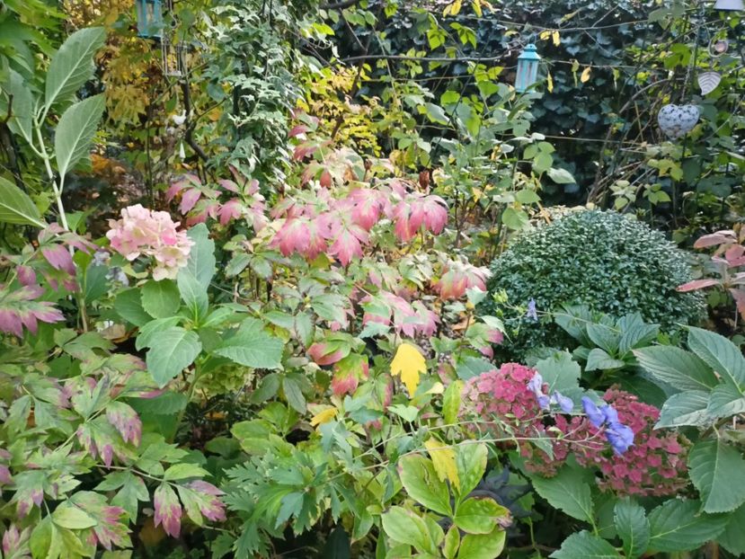  - Grădina 2023 continuare 5