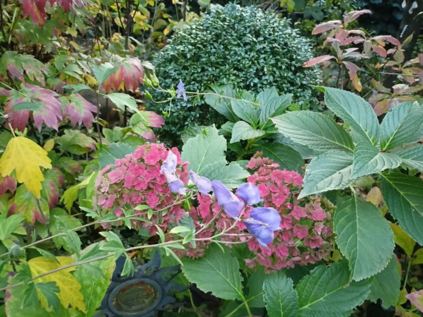  - Grădina 2023 continuare 5