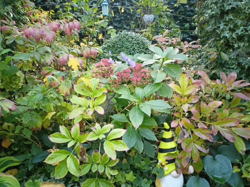  - Grădina 2023 continuare 5