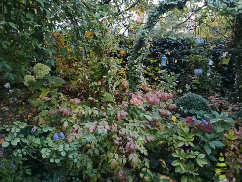  - Grădina 2023 continuare 5