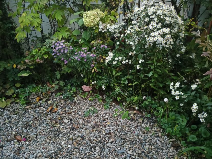  - Grădina 2023 continuare 5