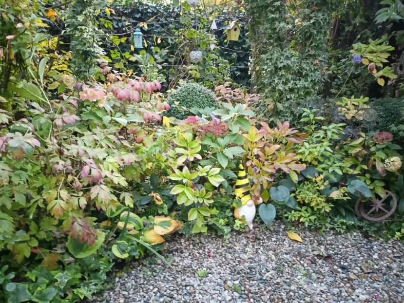  - Grădina 2023 continuare 5