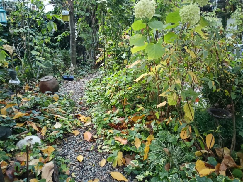  - Grădina 2023 continuare 5