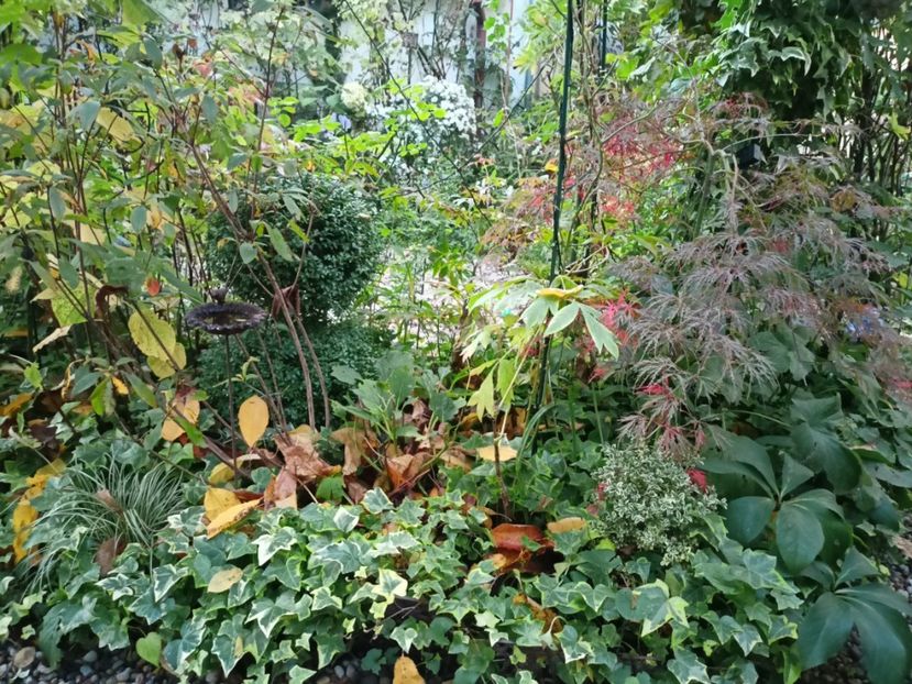  - Grădina 2023 continuare 5