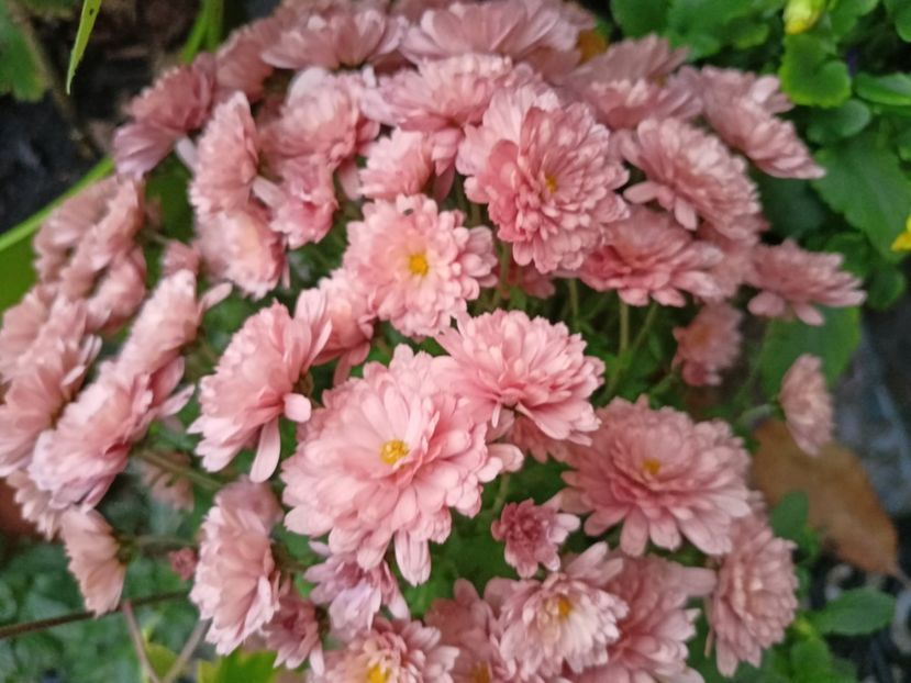  - Grădina 2023 continuare 5