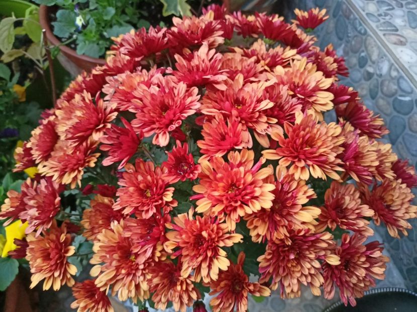  - Grădina 2023 continuare 5