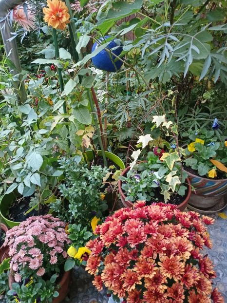  - Grădina 2023 continuare 5