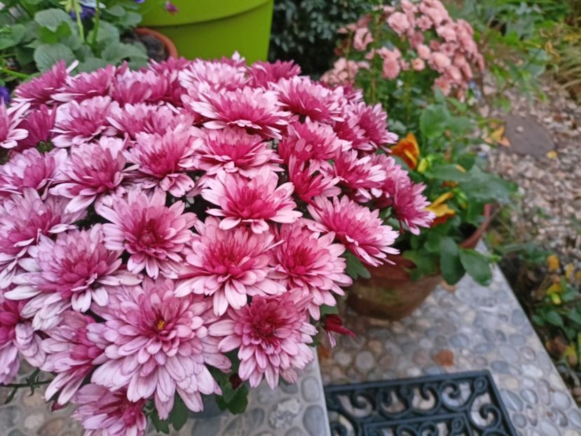  - Grădina 2023 continuare 5