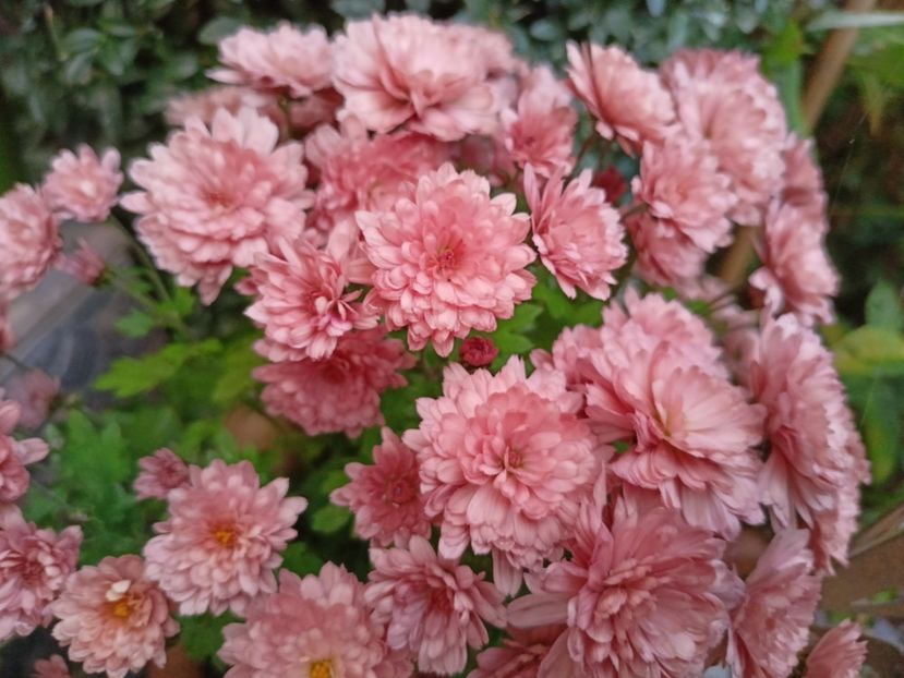  - Grădina 2023 continuare 5