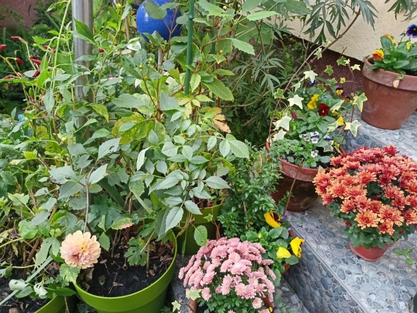  - Grădina 2023 continuare 5