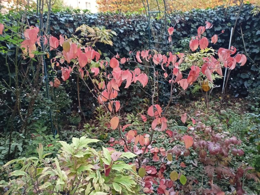  - Grădina 2023 continuare 5