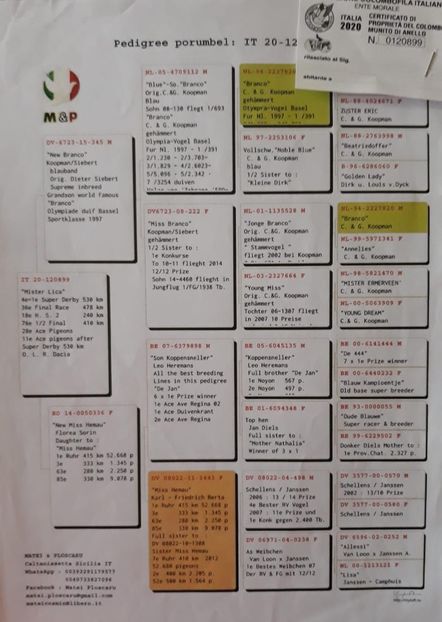  - Porumbei voiajori la matca