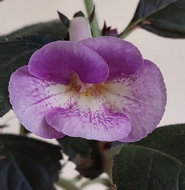 AURIKA-S LAVENDER LADY - AAA RIZOMI ACHIMENES DISPONIBILI -2023