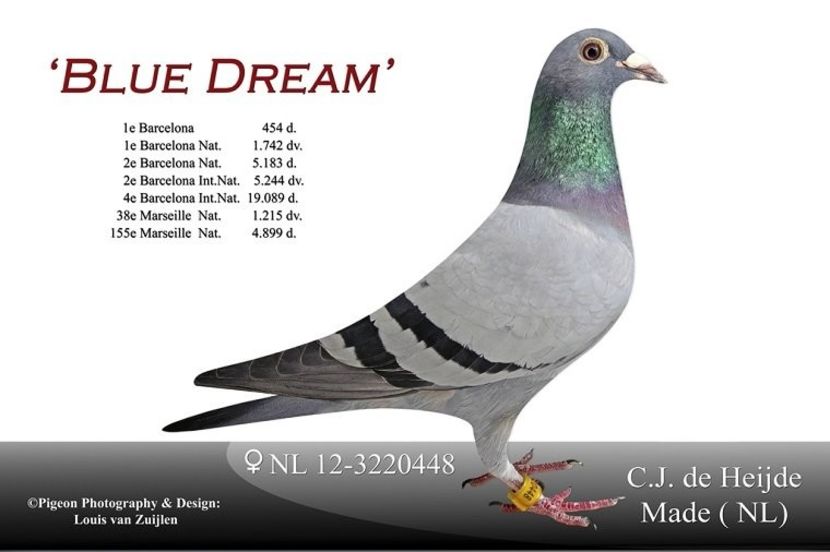 nl12-3220448_blue-dream_cor - Vochin Gelu Crispa