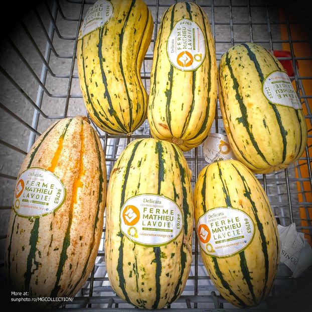 Courges super for cooking - Dovleci super de gatit ! - VEGS - Legume