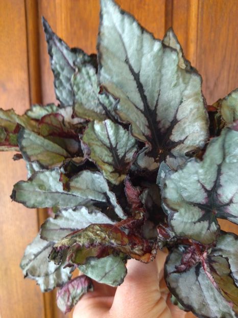  - Begonia
