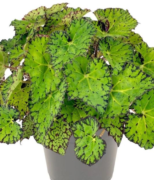 Screenshot_2023-09-30-20-06-30-024_com.android.chrome-edit - Begonia