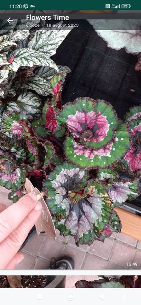 Screenshot_2023-09-22-11-20-30-726_com.whatsapp - Begonia