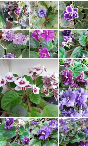 Screenshot_2023-10-26-12-43-47-254_com.facebook.katana-edit - Violete