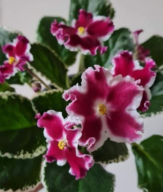 Screenshot_2023-10-26-12-35-59-485_com.facebook.katana-edit - Violete