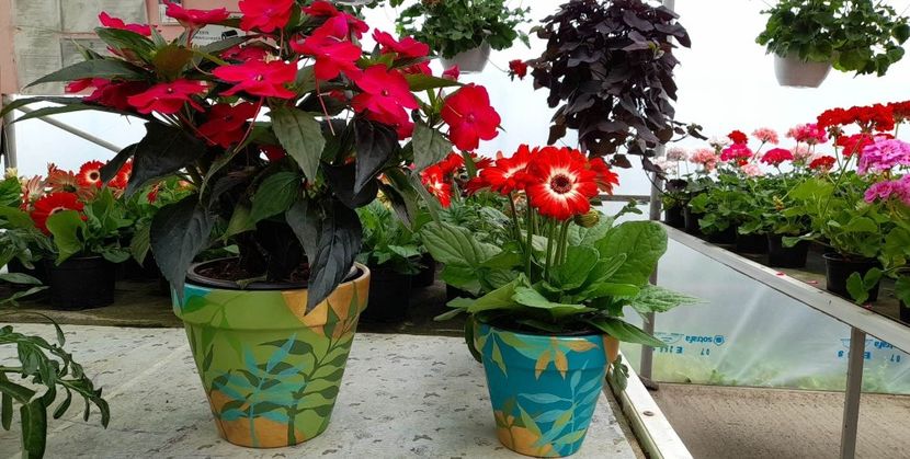 received_23866821999571686 - GHIVECE PICTATE De VÂNZARE