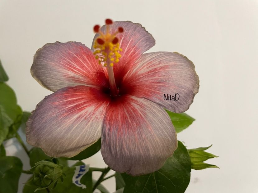  - 001 - Hibiscusi 2023