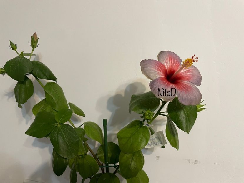  - 001 - Hibiscusi 2023